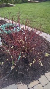 Each year, the variegated dogwood shrubs on our property are ravaged by fungal leaf diseases.