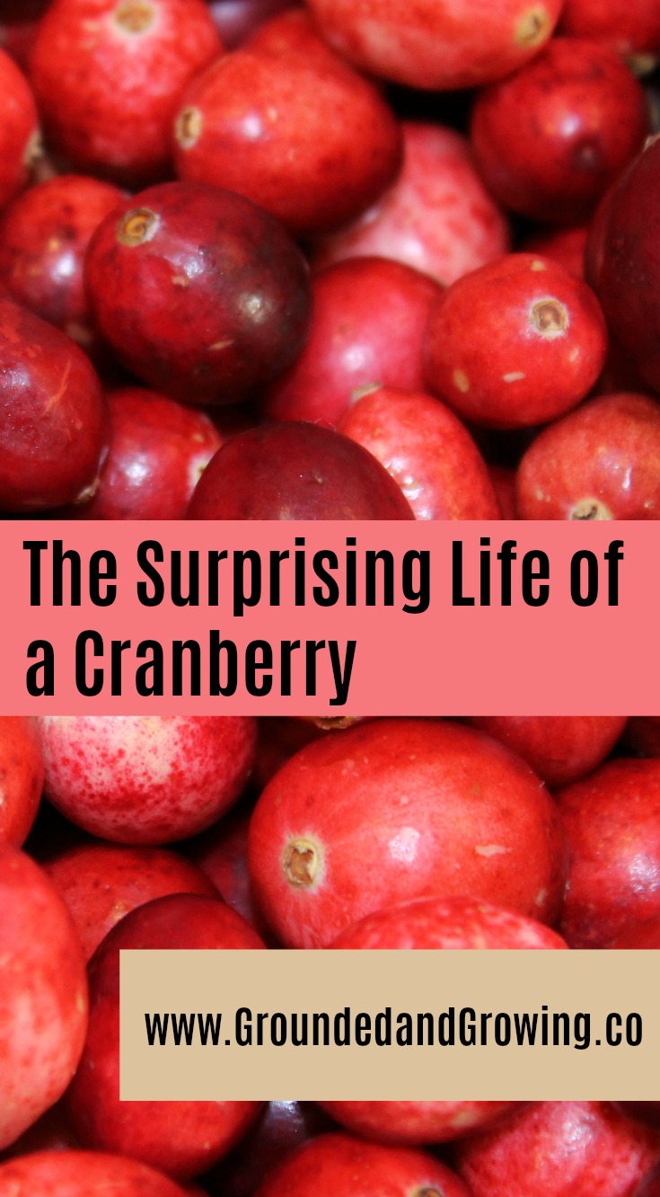 The Surprising Life of a Cranberry