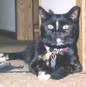 Our cat Katy in her prime. She was the best clawless mouser there ever was.
