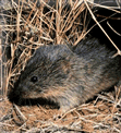 Prairie Vole (Microtus ochrogaster) Photo: U.S. National Park Service