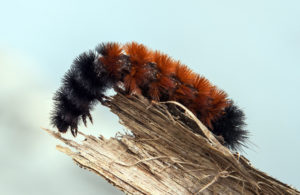 Pyrrharctia isabella Caterpillar -also known as the "wooly worm" Photo: Micha L. Rieser