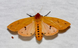 Isabella Tiger Moth, Pyrrharctia Isabella--larvae is what we call a "wooly worm" Photo: Andy Reago & Chrissy McClarren 