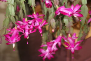 holiday christmas thanksgiving cactus rebloom