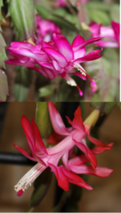 thanksgiving christmas cactus difference bloom flower