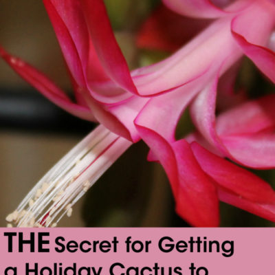 The Secret to Getting a Holiday Cactus to Rebloom