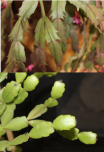 thanksgiving christmas cactus difference