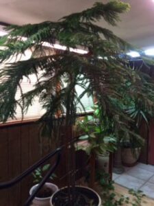 3 Keys To A Healthy Norfolk Island Pine