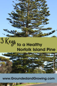 3 Keys To A Healthy Norfolk Island Pine