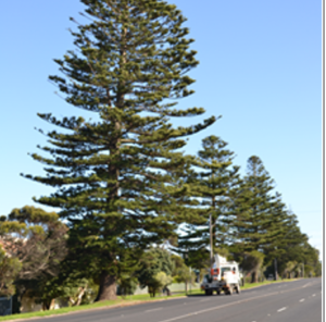 3 Keys To A Healthy Norfolk Island Pine