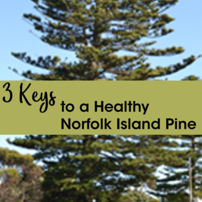 3 Keys to a Healthy Norfolk Island Pine