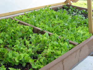 salad mix in salad table