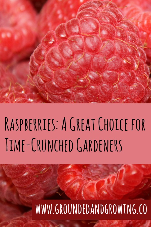 Raspberries: A Great Choice for Time-Crunched Gardeners