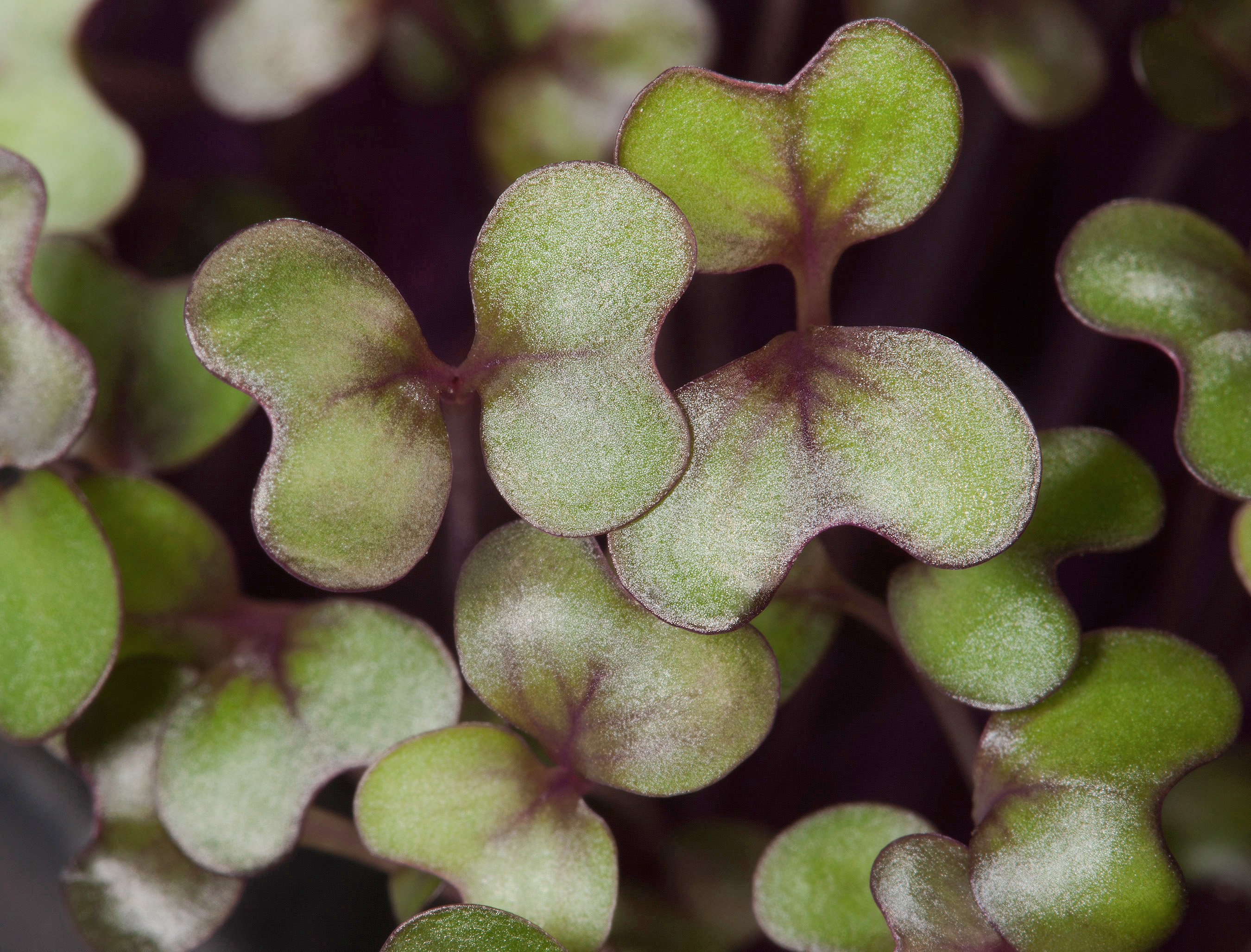 How to Grow Quick and Easy Microgreens