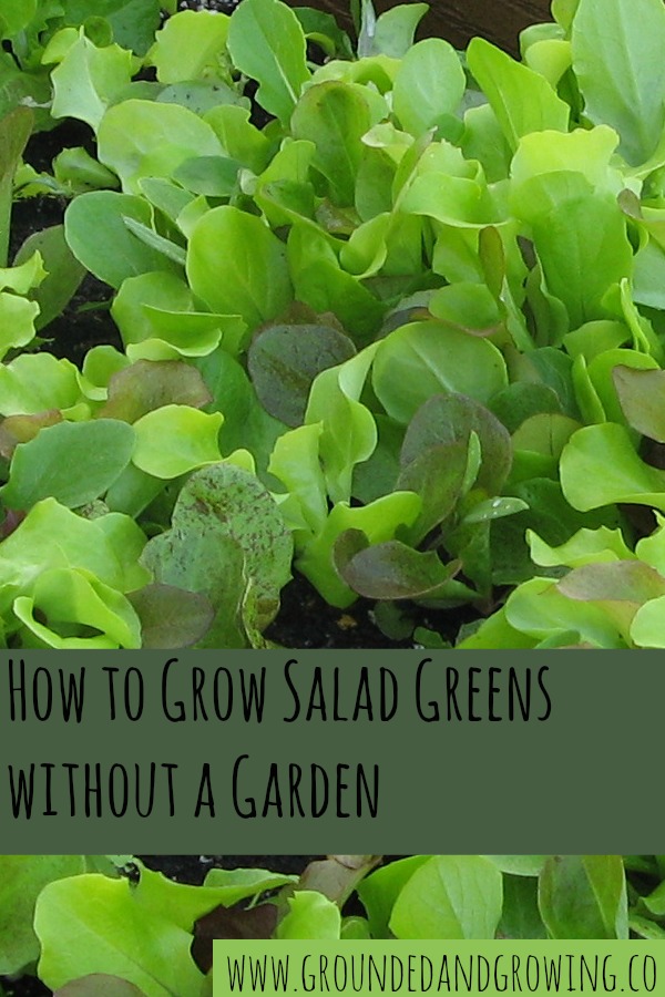 How to Grow Salad Greens without a Garden