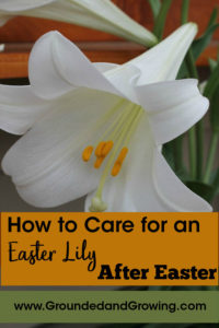 easter lily care after easter