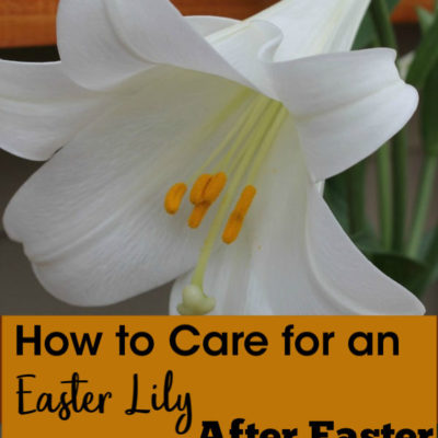 How to care for an Easter Lily after Easter