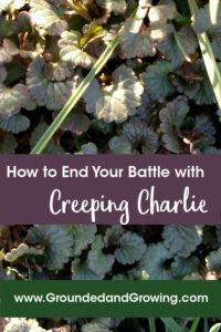 How to End Your Battle with Creeping Charlie