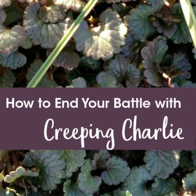 How to End Your Battle with Creeping Charlie