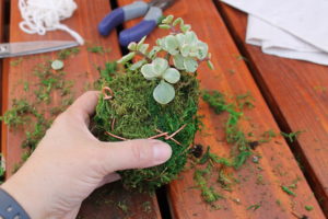 diy succulent kokedama