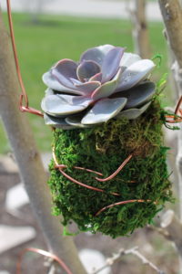 diy succulent kokedama