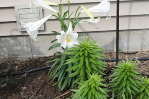 easter lily care plant garden