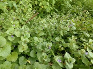 creeping charlie control flowers