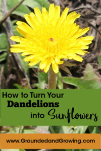 turn dandelions sunflowers