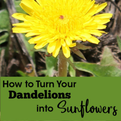 How to Turn Your Dandelions into Sunflowers