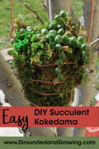 diy succulent kokedama