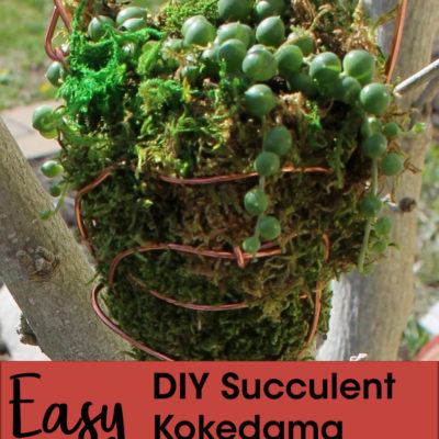 DIY Succulent Kokedama