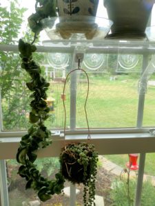 DIY succulent kokedama houseplant