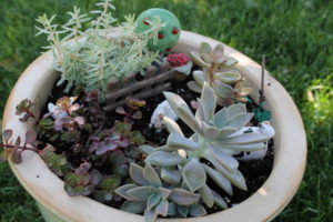 succulent container easy maintenance