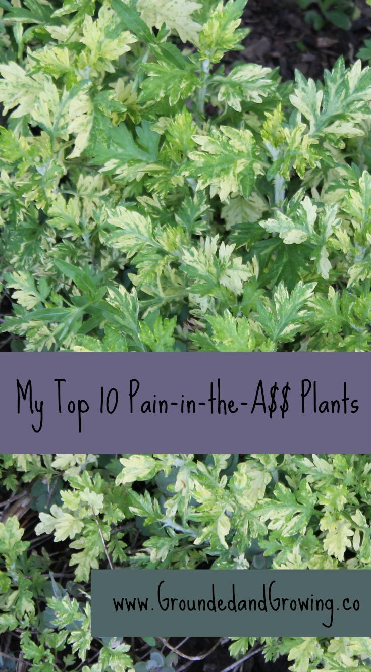 My Top 10 Pain-in-the-A$$ Plants