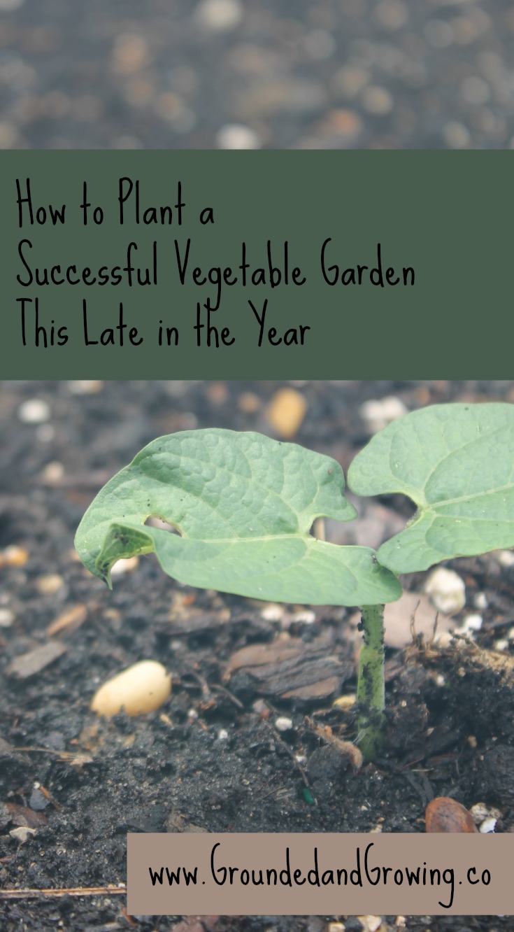 How to Plant a Successful Vegetable Garden This Late in the Year