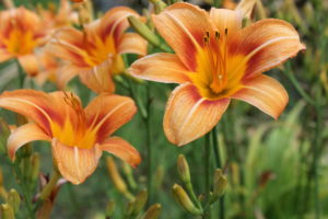 daylily recipe easy