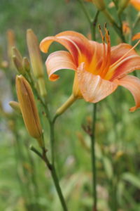 daylily flower bud