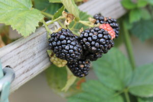 blackberries