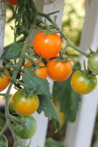 sunsugar orange cherry tomatoes