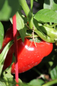 red bell pepper with praying mantis