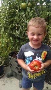 tomato harvest container