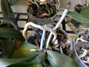 Haalthy orchid roots