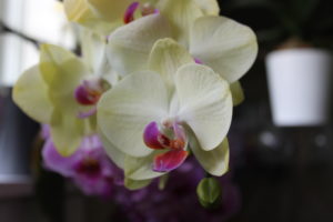 Phalaenopsis orchids