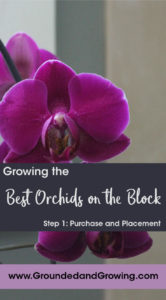 growing phalaenopsis orchids