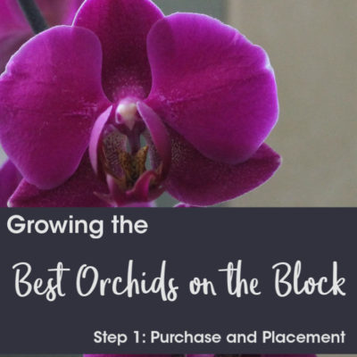 Tips and Tricks for the Best Orchids on the Block– Step 1: Purchase and Placement
