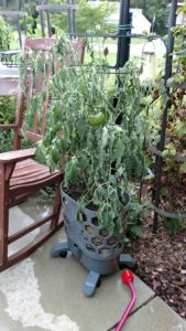 wilted tomato plant container