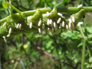 hornworm with parasitic wasp pupae tomato garden