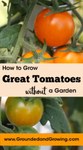 tomato growing container garden