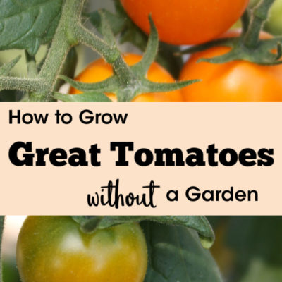 How to Grow Great Tomatoes without a Garden