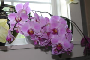 Phalaenopsis orchids