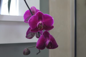 Purple phalaenopsis